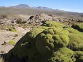 Yareta vypadá jako balvan porostlý zeleným lišejníkem. Ve skutečnosti se jedná o velikou prastarou rostlinu. Chile