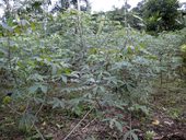 Políčko s maniokem (yuca nebo cassava)