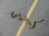 Zraněný had na silnici ...