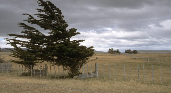 Vytrvalý vítr v Patagonii natrvalo mění i tvary stromů.