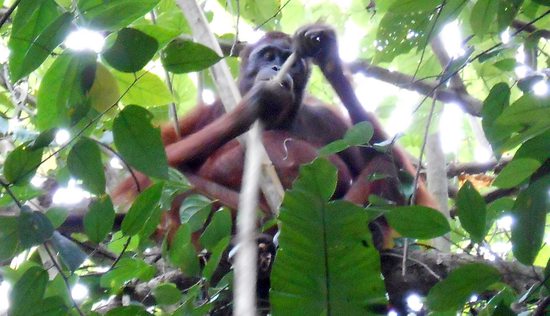 Orangutan, Indonésie