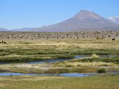 Bofedal Sitani s mohutnou Cariquimou (5350m) v pozadí, Chile