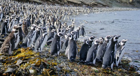 Tisíce tučňáků na ostrově Isla Magdalena, Magalhãensův průliv, Patagonie, Chile
