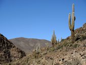 Klesáme a příroda je rozmanitější - kaktusy, Argentina
