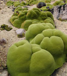 Typická rostlina - llareta (Azorella compacta; ve šp. také yareta) ve výšce okolo 5000m při sestupu z Chachani (5075m), Peru, 21.2.2006