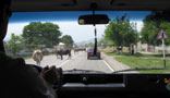 Cesta na Kavkaz - krávy na silnici, Rusko.