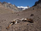 Aconcagua (6962m), Argentina