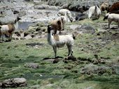 Národní park Lauca, Chile