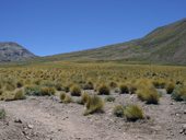 Přístup pod Aconcagua údolími Vacas a Relinchos, Argentina