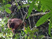 Národní park Kutai, Kalimantan, Indonésie