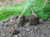 Tuatara