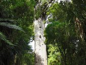 nejvyšší strom na NZ