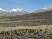 Acotango (6052m), Capurata (5990m) a Guallatiri (6071m), Chile