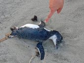mrtvý tučnáček na pláži