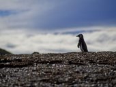 Isla Magdalena, Magalhaensův průliv, Patagonie, Chile