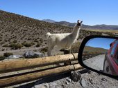 Lamy na chilském altiplanu, Národní park Volcán Isluga, Chile