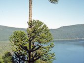 Araukárie (araucaria araucana, blahočet chilský), národní park Conguillío