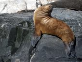 Ohňová země - Tierra del Fuego, Ushuaia, Argentina