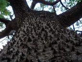 Strom s ostrými dlouhými dřevitými ostny - palo borracho - ožralý klacek, Córdoba, Argentina