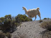 Alpaka chovaná zejména pro skvělé vlastnosti své vlny, Chile
