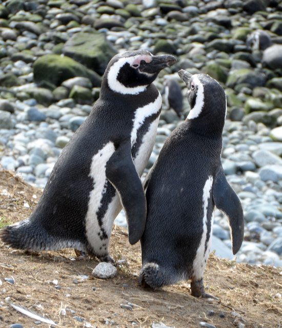 Tučňáci na ostrově Isla Magdalena, Magalhãesův průliv, Patagonie
