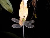 Národní park Kutai, Kalimantan, Indonésie