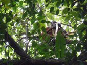 Národní park Kutai, Kalimantan, Indonésie