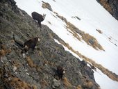 Kozia Kôpka (2100m) - středem jižní stěny, Vysoké Tatry, Slovensko