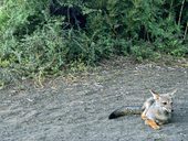 Liška (zorro chilla) v národním parku Conguillío