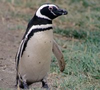 Tučňák magellanský (Spheniscus magellanicus)