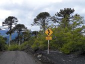 NP Conguillío, tady ožívají obrazy Zdeňka Buriana - sopky, jezera, lávová pole a araukáriové lesy, Chile