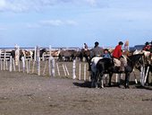 Punta Arenas a okolí, Patagonie, Chile