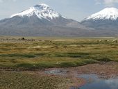 Bofedal u obce Caquena s dominantními sopkami Parinacota (6348m) a Pomerape (6282m), NP Lauca, Chile