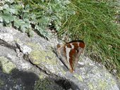 Motýl emanuel