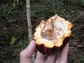 Plod kakaovníku poté, co jsme vyjedli sladké boby ...