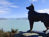 lassie v Pukaki