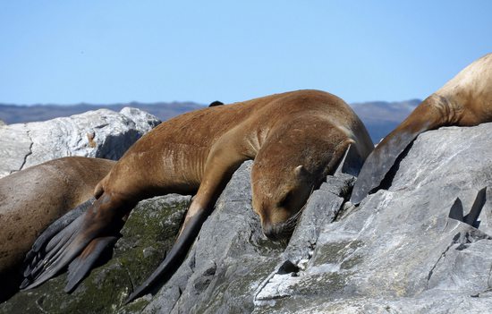 Pestrá příroda na ostrůvcích v Beagle Channelu, Ohňová země, Patagonie.