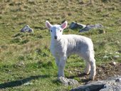 Neist Point
