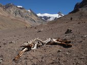 Výstup na vrchol Aconcagua (6962m), Argentina