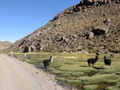 Lamy pasoucí se na bofedalu, NP Isluga, Chile