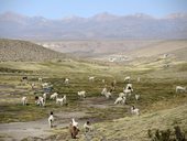 Lamí stádo a v dáli vesnice Guallatire, Chile