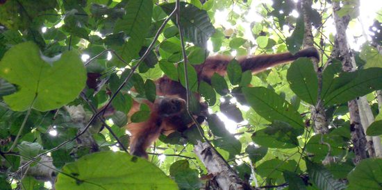 Zvědavé opičátko, Indonésie