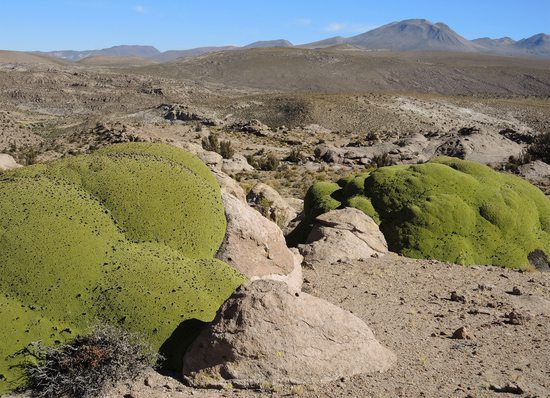 Yareta vypadá jako balvan porostlý zeleným lišejníkem. Ve skutečnosti se jedná o prastarou rostlinu. Chile