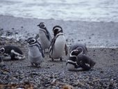 Punta Arenas a okolí, Patagonie, Chile