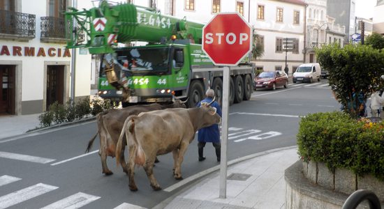 Krávy na křižovatce v Arzúa