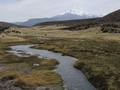 Bofedal a Guallatiri (6071m) ...