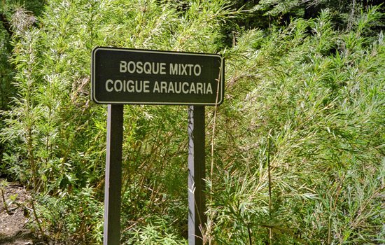 Smíšený les na stezce Sierra Nevada. Národní park Conguillío, Chile