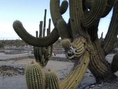 V celém areálu archeologického naleziště je množství vzrostlých kaktusů ...