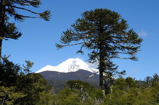 Conguillío, tady ožívají obrazy Zdeňka Buriana - sopky, jezera, lávová pole a araukáriové lesy, Chile