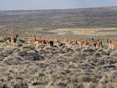 Stádo plachých vicuñí, rezervace Las Vicuñas, Chile